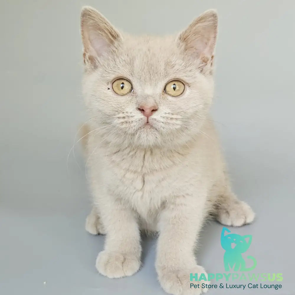 Ami British Shorthair female fawn - live animals