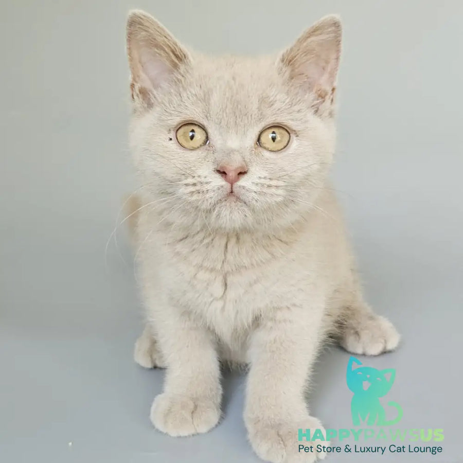 Ami British Shorthair female fawn - live animals