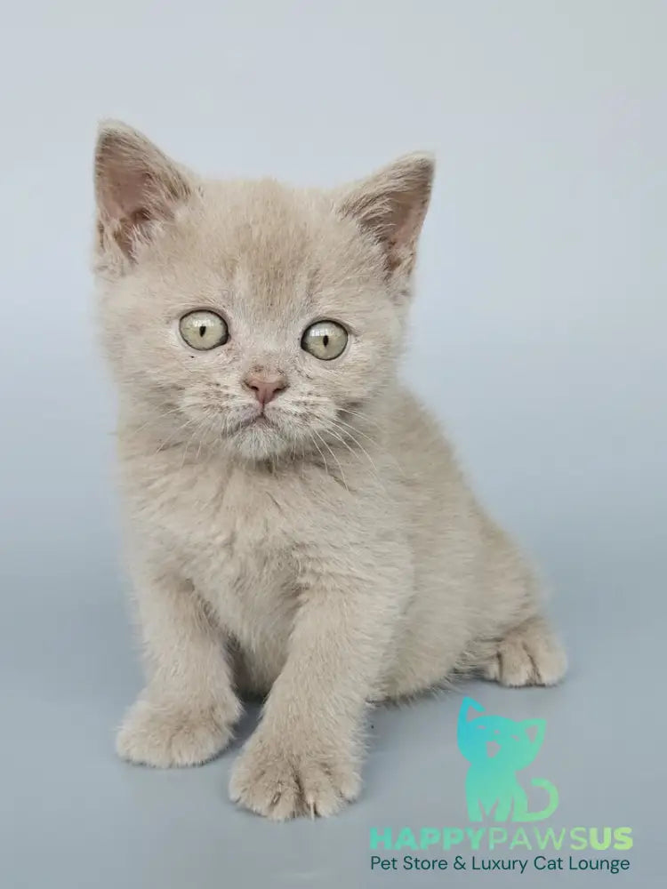 Ami British Shorthair female fawn - live animals