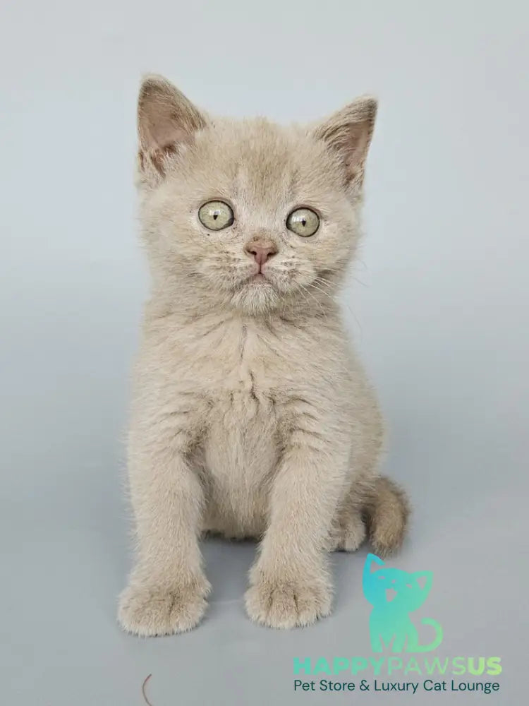 Ami British Shorthair female fawn - live animals