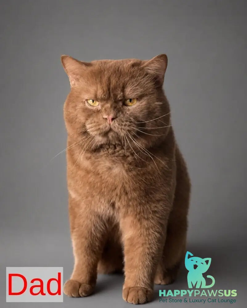Ami British Shorthair female fawn - live animals