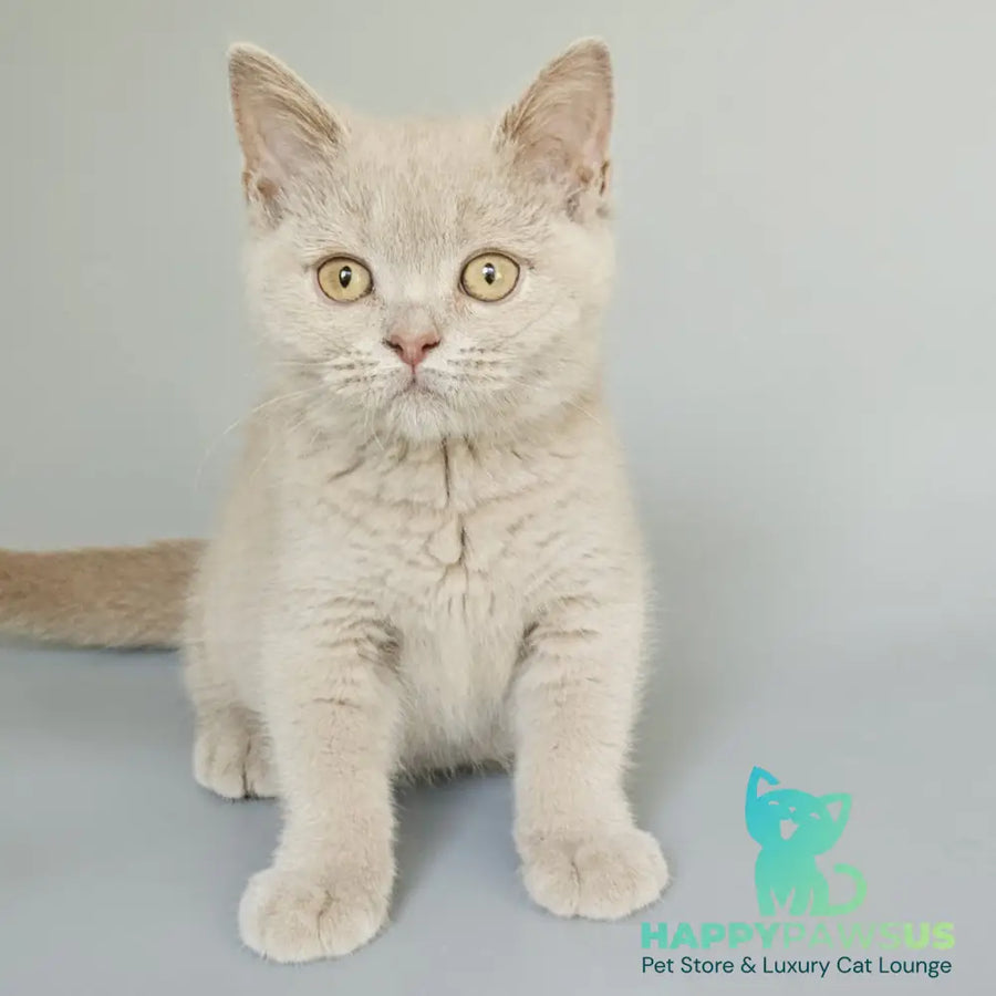 Ami British Shorthair female fawn - live animals