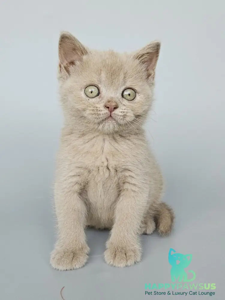 Ami British Shorthair female fawn - live animals