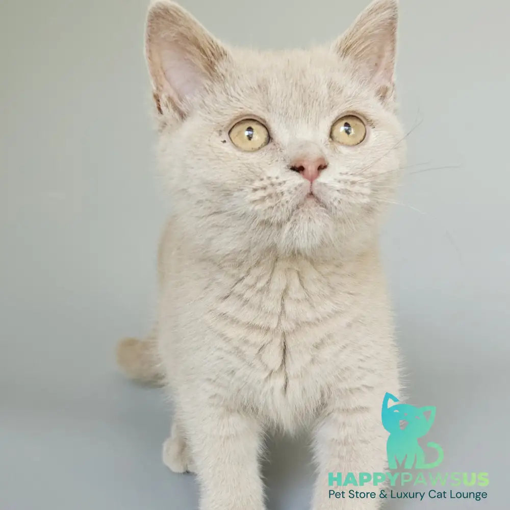 Ami British Shorthair female fawn - live animals