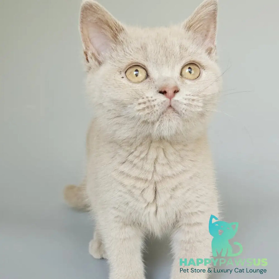 Ami British Shorthair female fawn - live animals