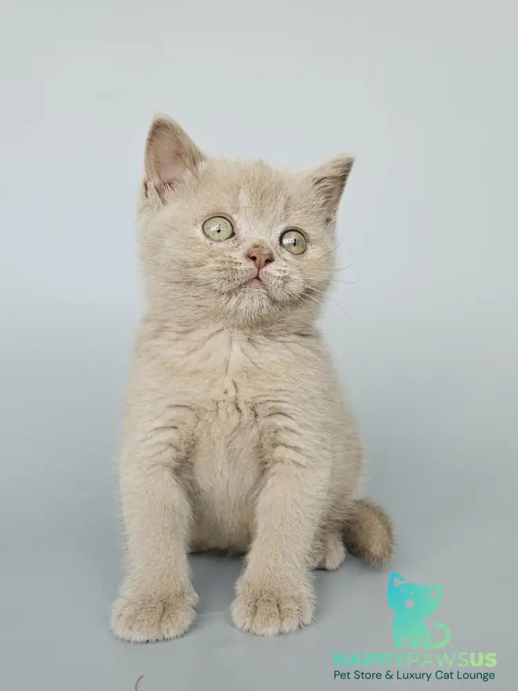 Ami British Shorthair female fawn - live animals