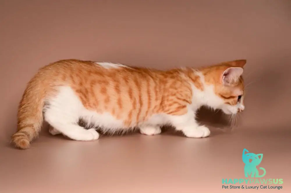 Amic Munchkin male red tabby bicolour - live animals