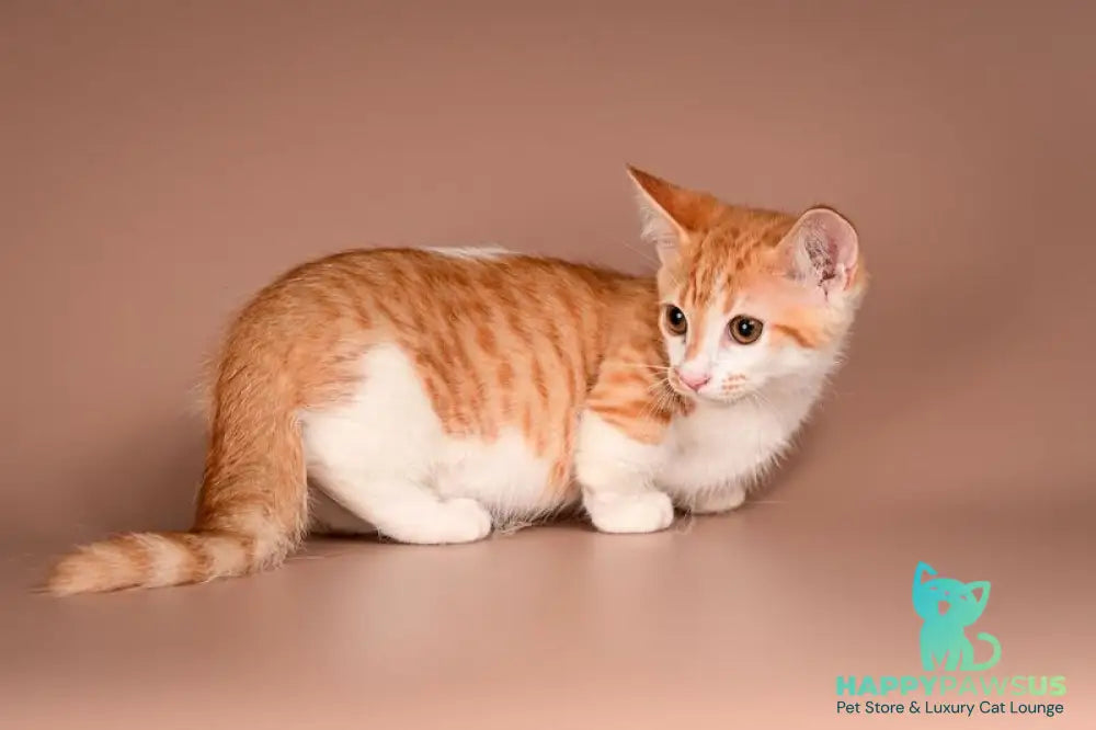 Amic Munchkin male red tabby bicolour - live animals