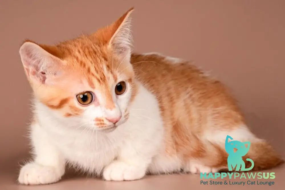 Amic Munchkin male red tabby bicolour - live animals