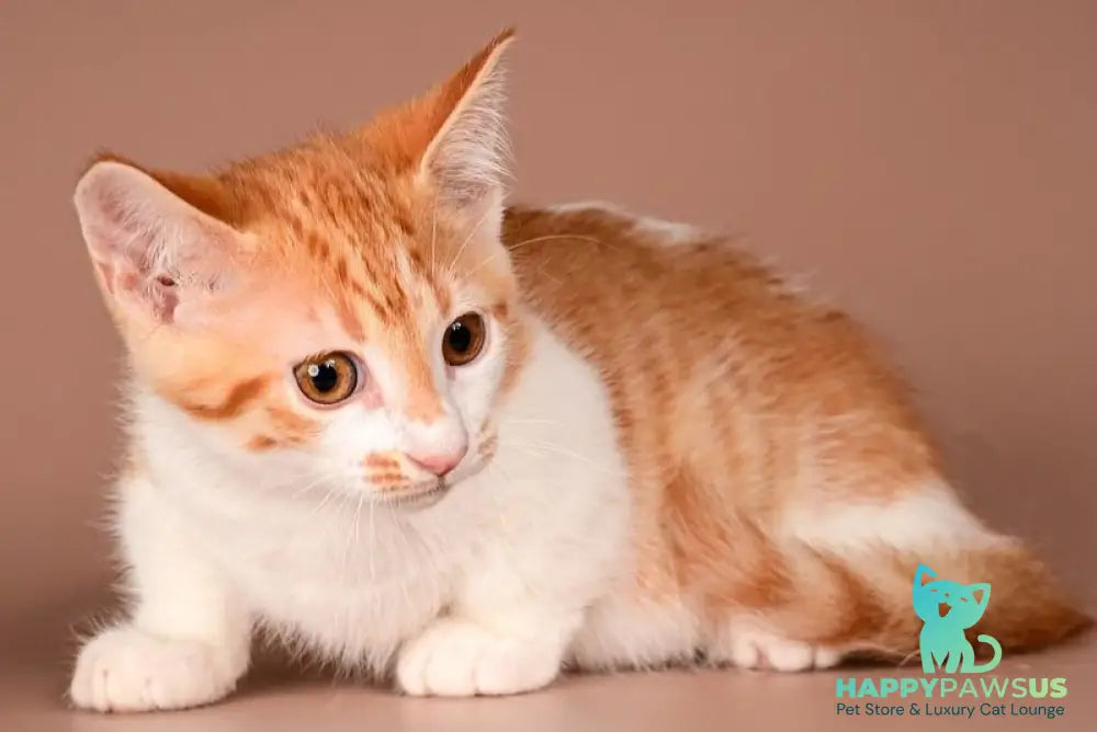 Amic Munchkin male red tabby bicolour - live animals