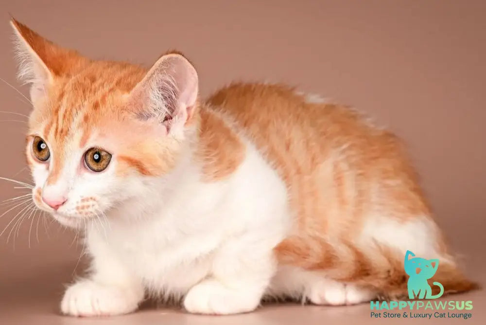 Amic Munchkin male red tabby bicolour - live animals