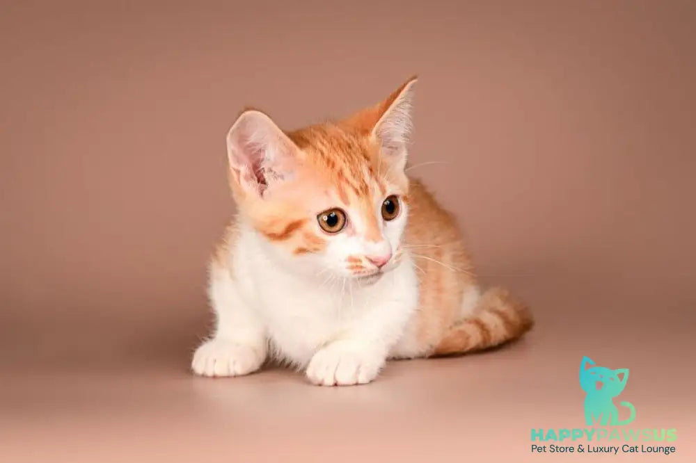 Amic Munchkin male red tabby bicolour - live animals