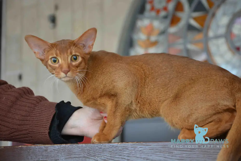 Amigo Abyssinian male sorrel live animals