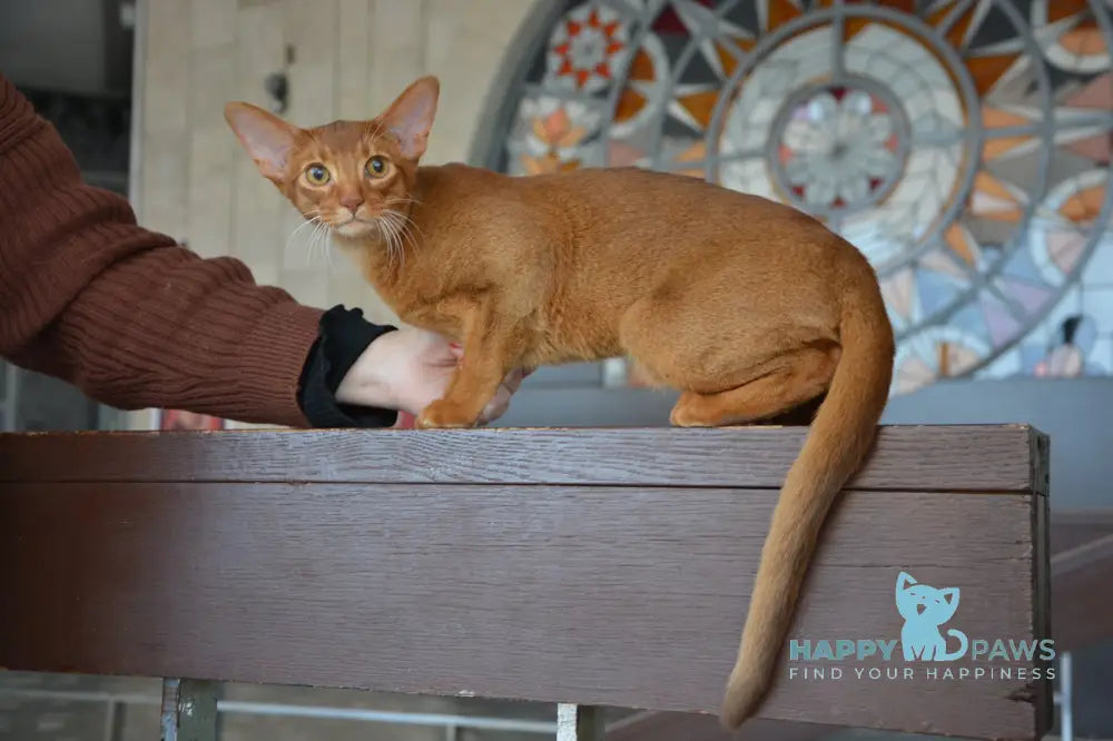 Amigo Abyssinian male sorrel live animals