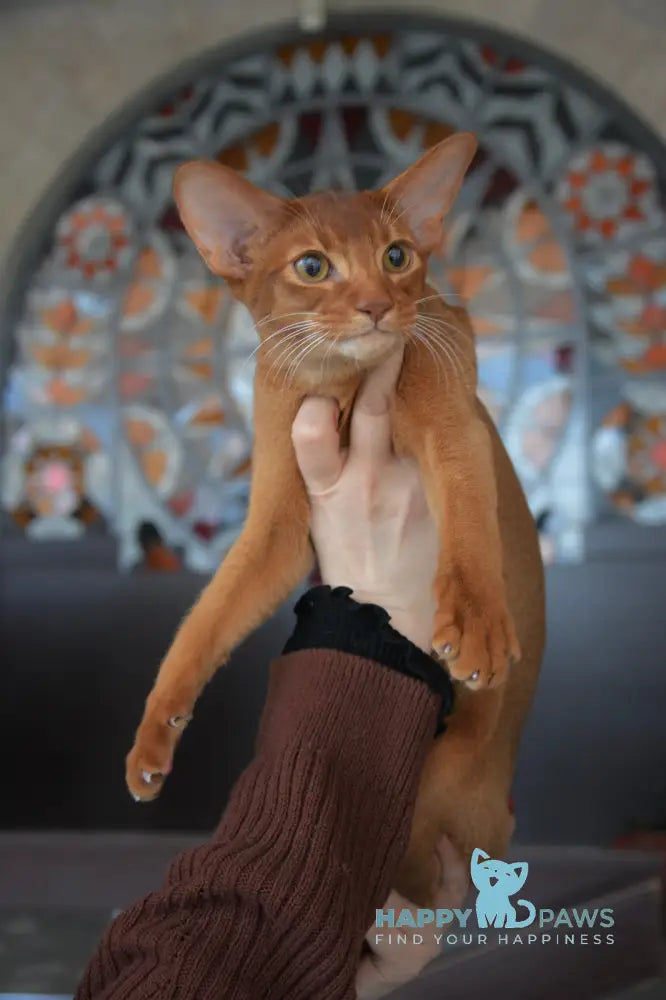 Amigo Abyssinian male sorrel live animals