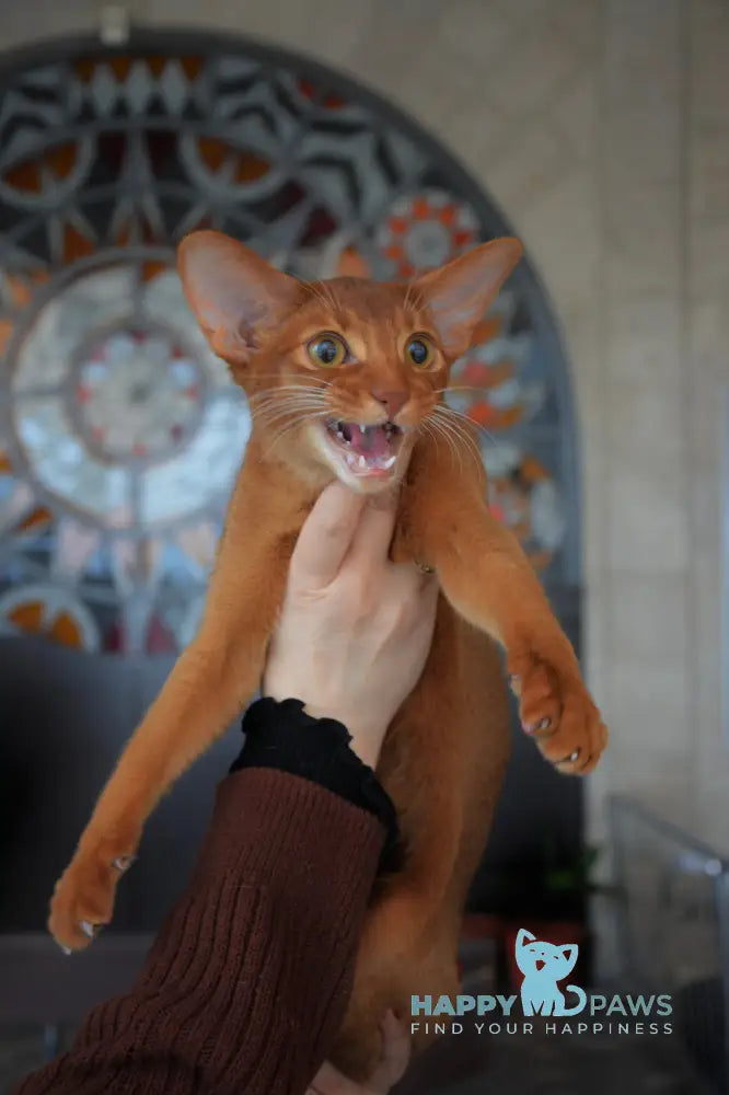 Amigo Abyssinian male sorrel live animals