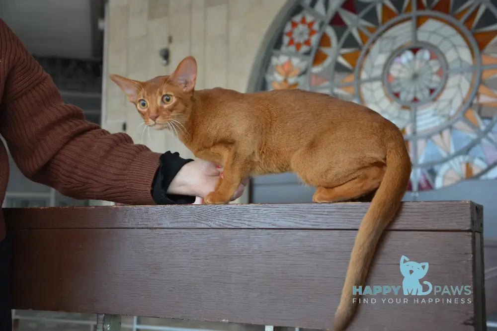 Amigo Abyssinian male sorrel live animals