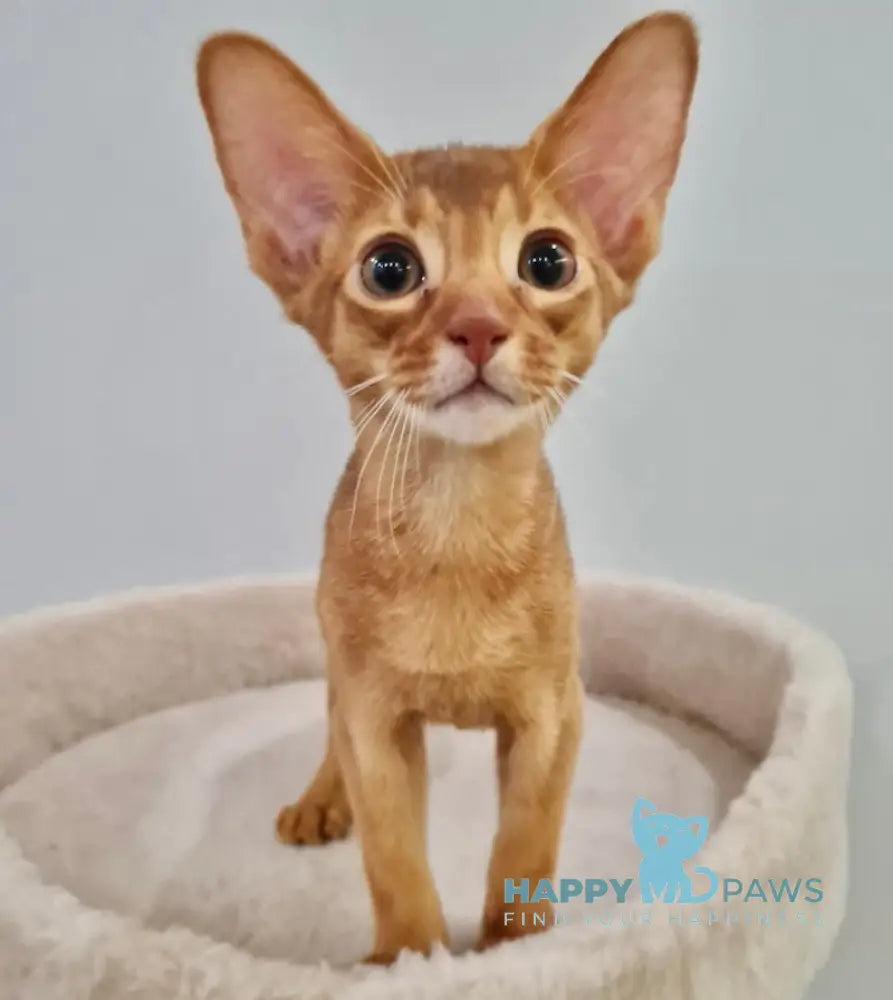 Amigo Abyssinian Male Sorrel Live Animals