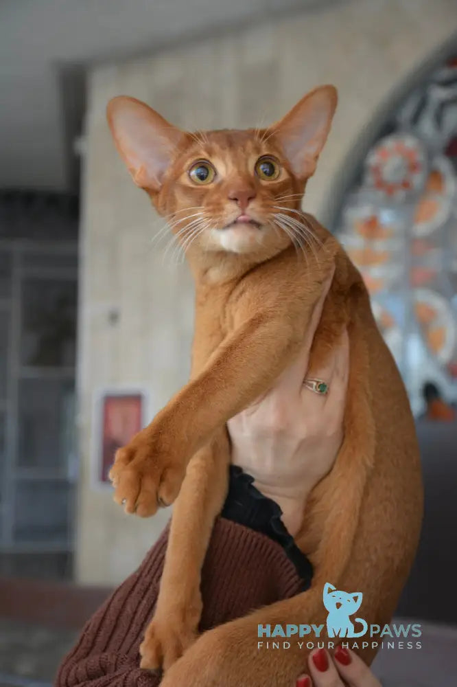 Amigo Abyssinian male sorrel live animals