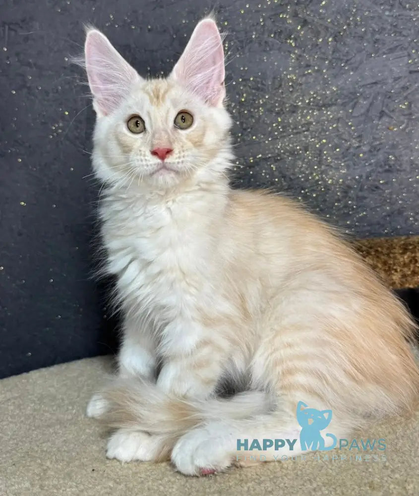 Amigo Maine Coon male red smoke live animals