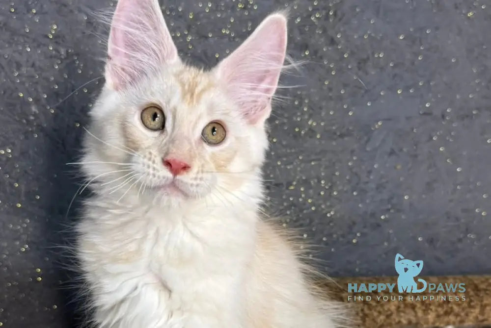 Amigo Maine Coon male red smoke live animals