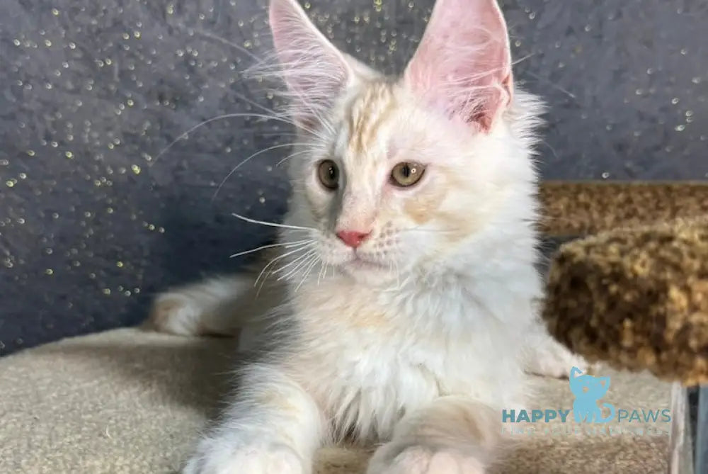 Amigo Maine Coon male red smoke live animals