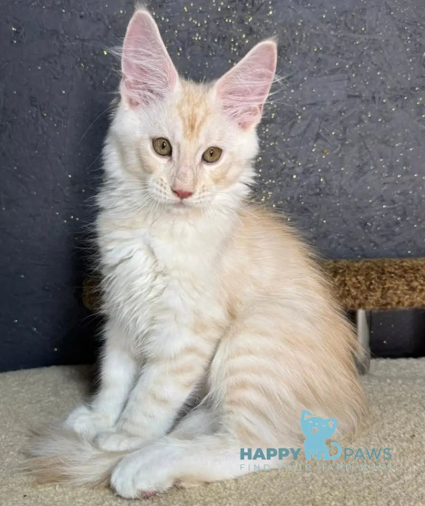 Amigo Maine Coon male red smoke live animals