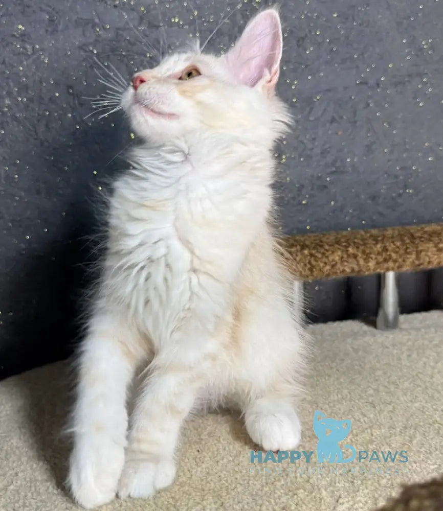 Amigo Maine Coon male red smoke live animals