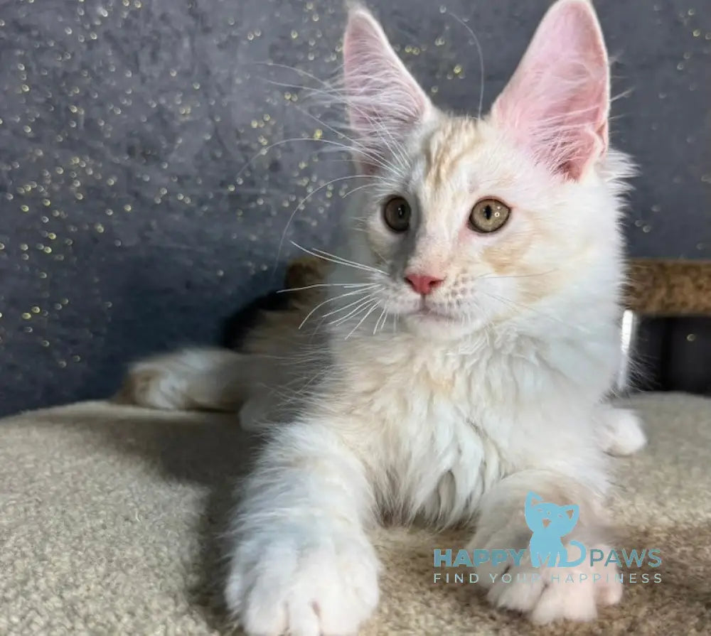 Amigo Maine Coon male red smoke live animals