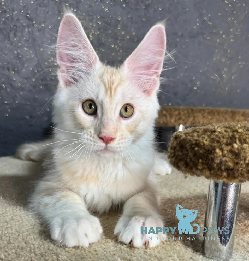 Amigo Maine Coon male red smoke live animals