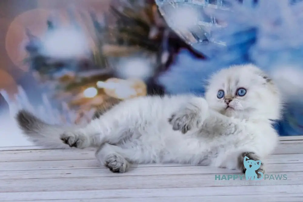 Amigo Scottish Fold male black silver tabby pointed live animals