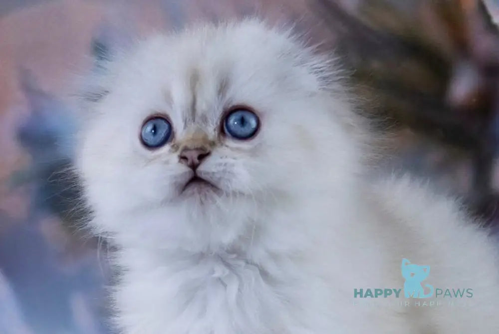 Amigo Scottish Fold male black silver tabby pointed live animals