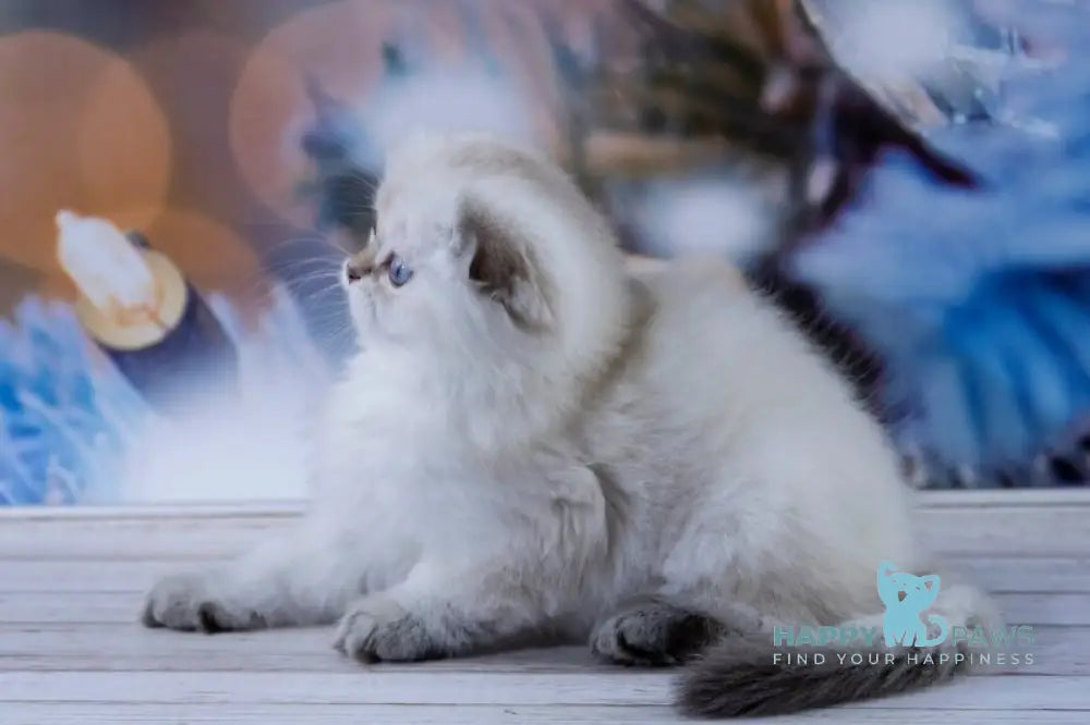 Amigo Scottish Fold male black silver tabby pointed live animals