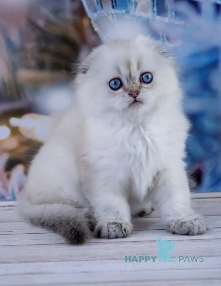 Amigo Scottish Fold male black silver tabby pointed live animals