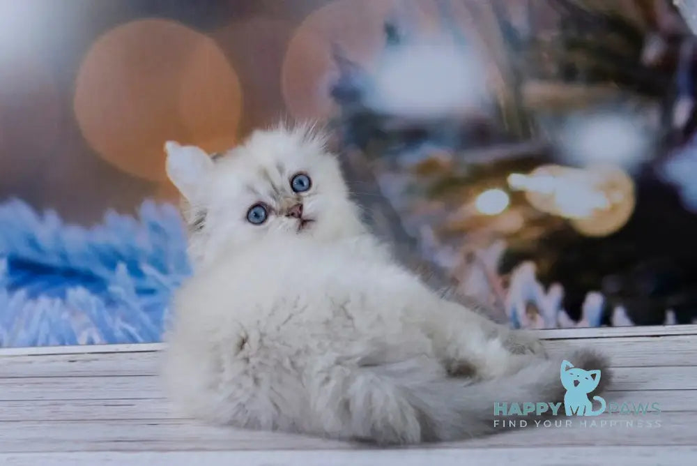 Amigo Scottish Fold male black silver tabby pointed live animals