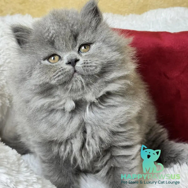 Amigo Scottish Straight male blue - live animals