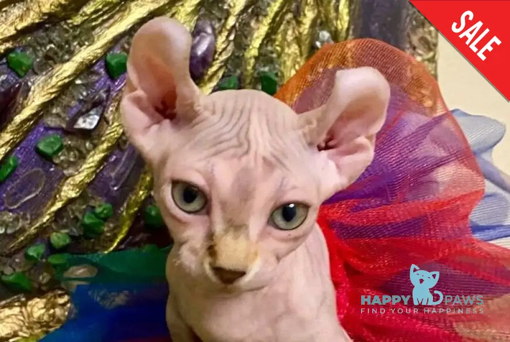 Amili Dwelf female lilac tortie live animals