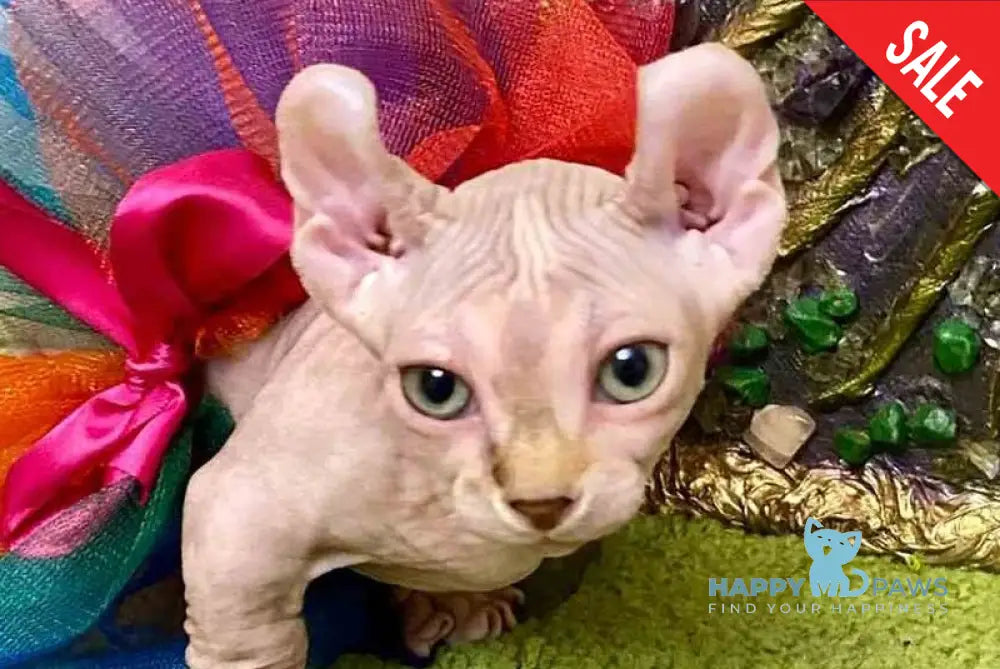 Amili Dwelf female lilac tortie live animals