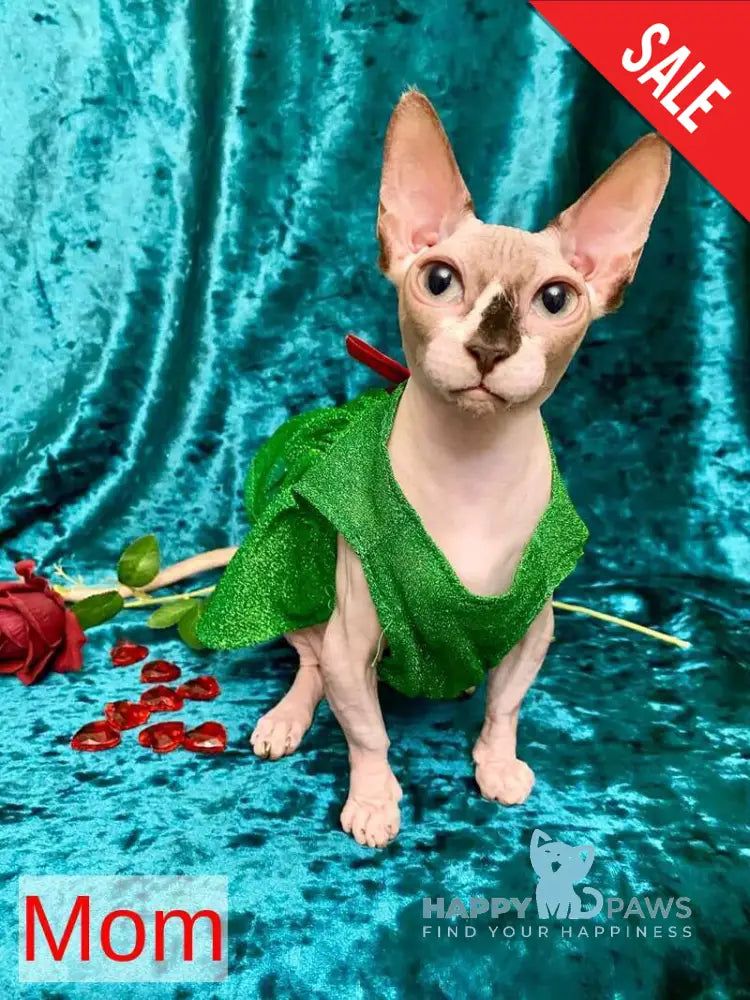 Amili Dwelf female lilac tortie live animals