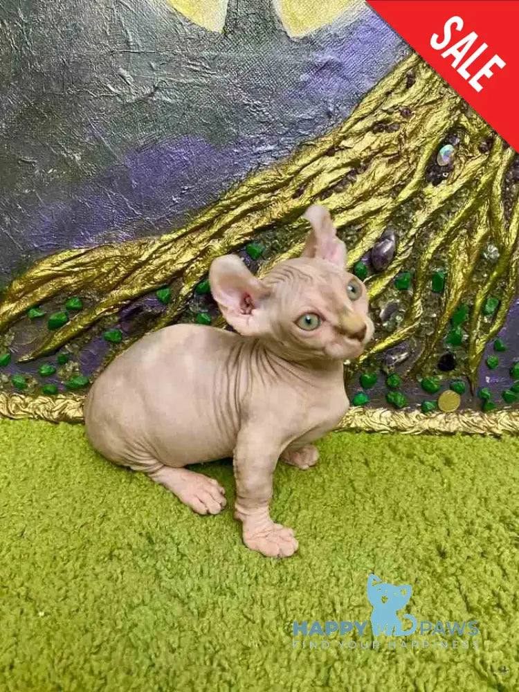 Amili Dwelf female lilac tortie live animals