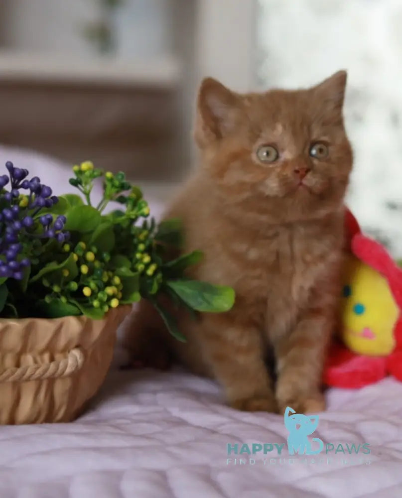 Amilia British Shorthair female cinnamon blue tortie live animals