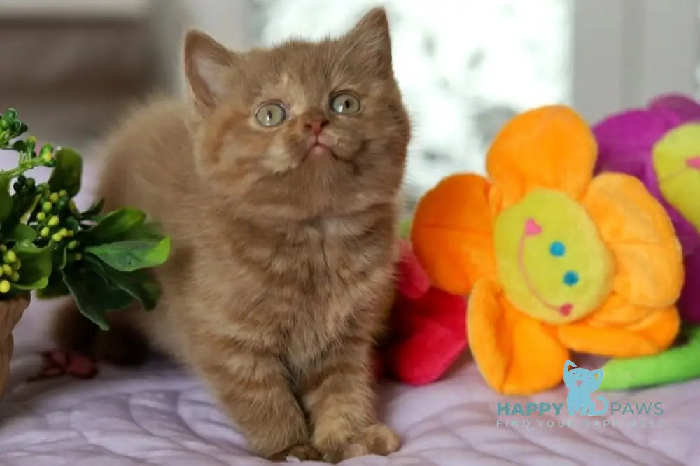 Amilia British Shorthair female cinnamon blue tortie live animals