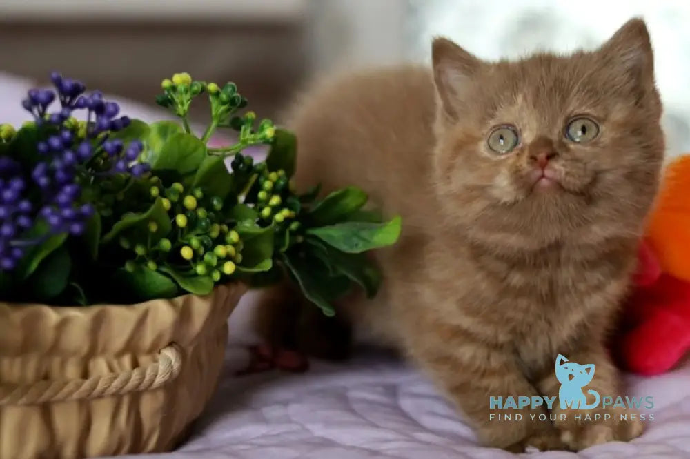 Amilia British Shorthair female cinnamon blue tortie live animals