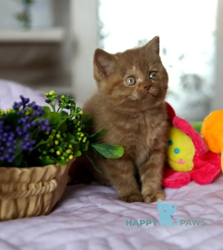 Amilia British Shorthair female cinnamon blue tortie live animals