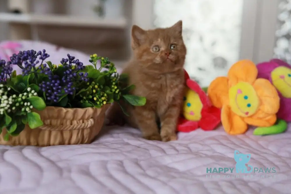 Amilia British Shorthair female cinnamon blue tortie live animals