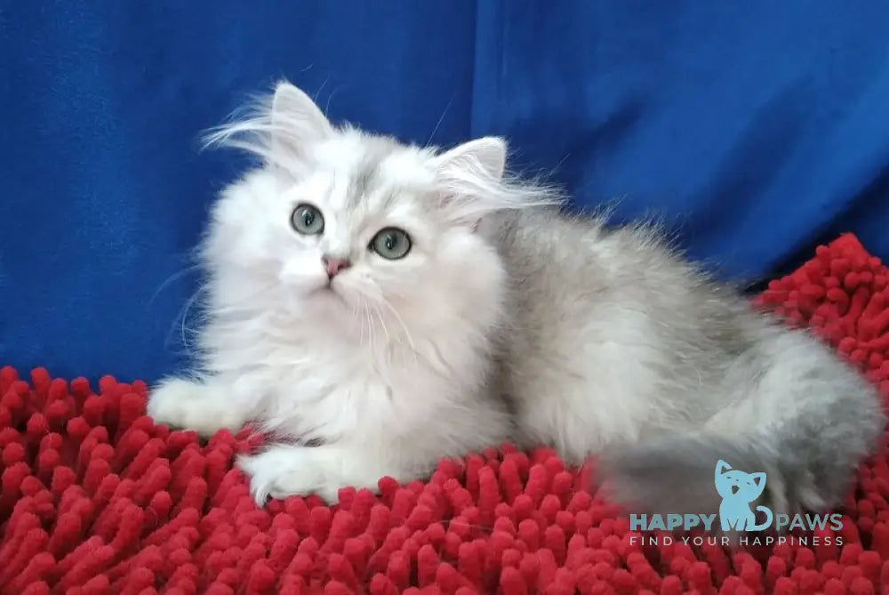 Amina British Longhair female silver chinchilla live animals