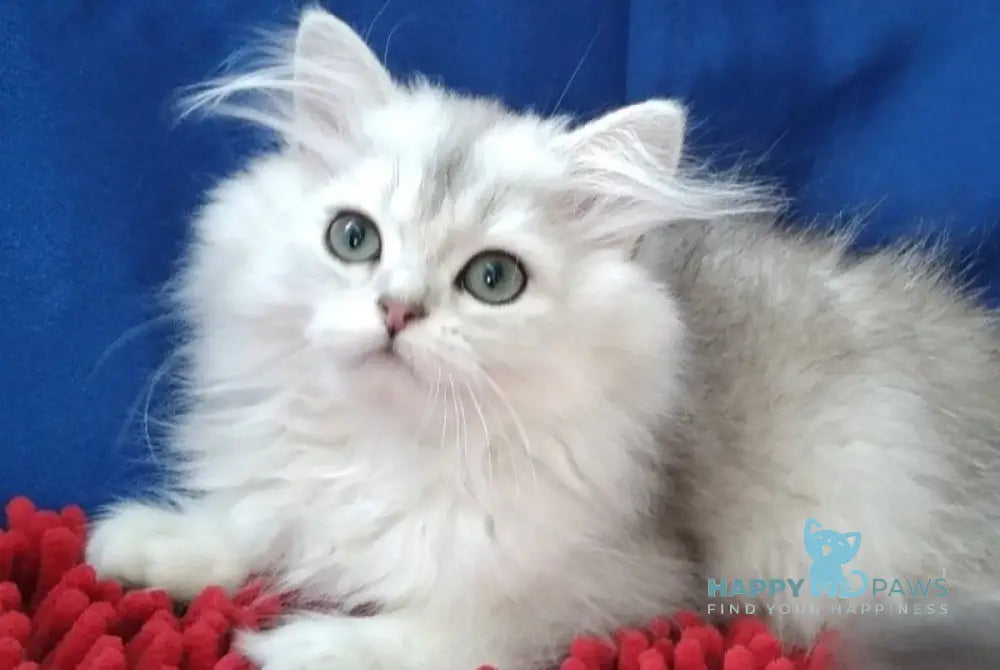 Amina British Longhair female silver chinchilla live animals