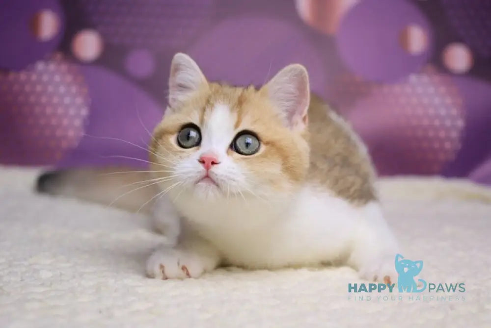 Amina British Shorthair female black golden shaded bicolour live animals