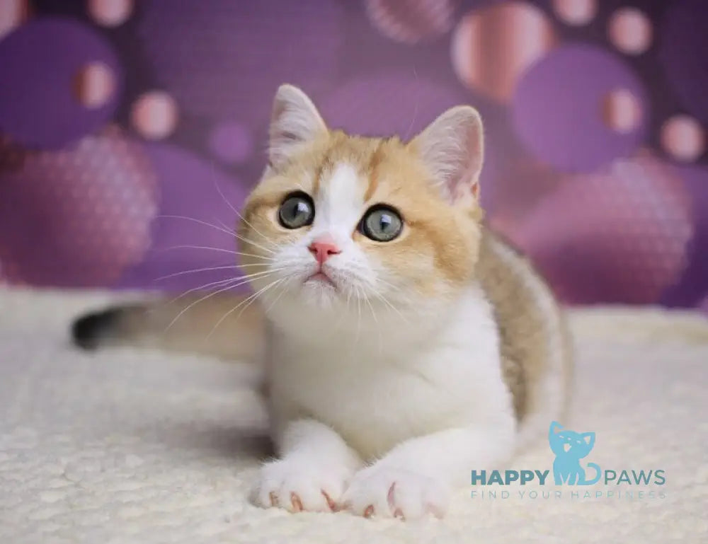 Amina British Shorthair female black golden shaded bicolour live animals