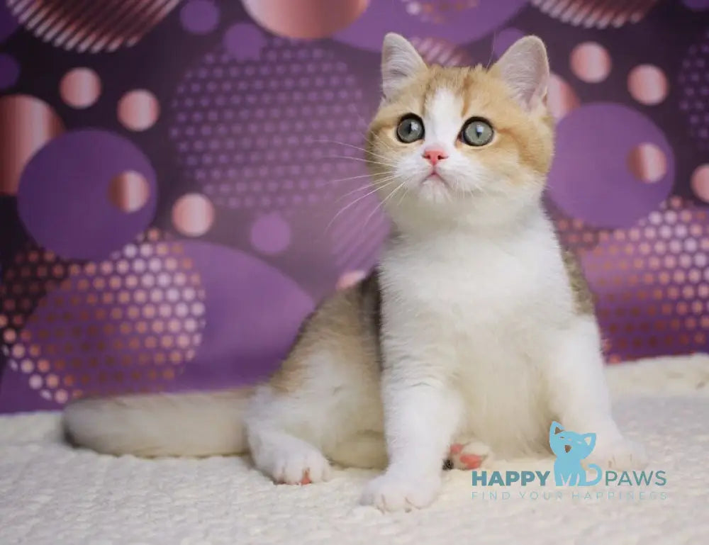 Amina British Shorthair female black golden shaded bicolour live animals
